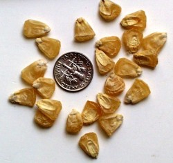 silverqueencornseed